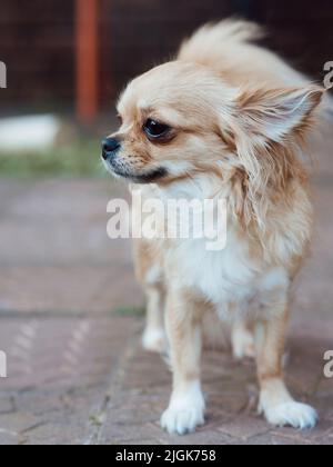 Light brown chihuahua dog posing in the backyard Stock Photo