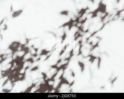 Abstract leaves gray shadow background with light bokeh, natural leaves tree branch falling on white marble background Stock Photo