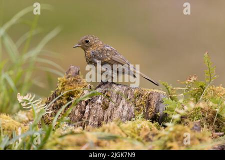 European robin Erithacus rubecula, juvenile perched on stump on woodland floor, Suffolk, England, July Stock Photo