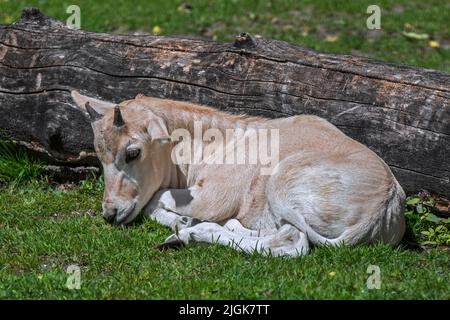 Addax / white antelope / screwhorn antelope (Addax nasomaculatus) cute calf in zoo, antelope native to the Sahara Desert Stock Photo