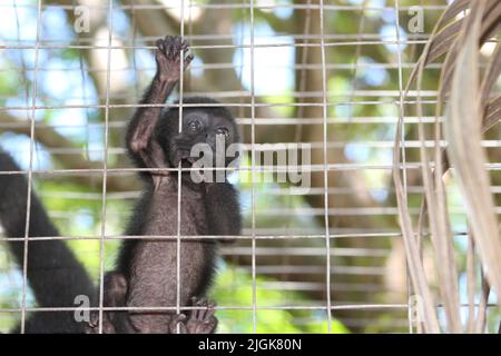 young Geoffroy's spider monkey (Ateles geoffroyi) in a cage with wire mesh climbing up the bars Stock Photo