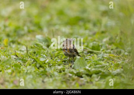 European robin Erithacus rubecula, juvenile standing on ground, Suffolk, England, July Stock Photo