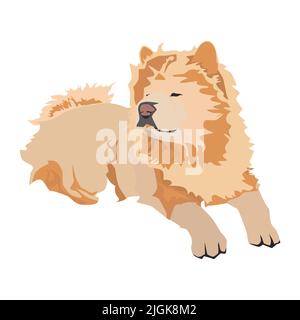 Cream chow chow dog breed. Cute pet dog animal, vector illustration Stock Vector