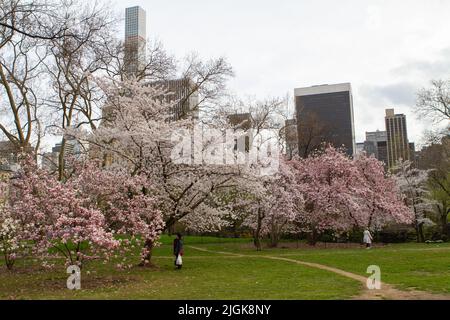 People enjoying the cherry blossoms in Central Park Stock Photo