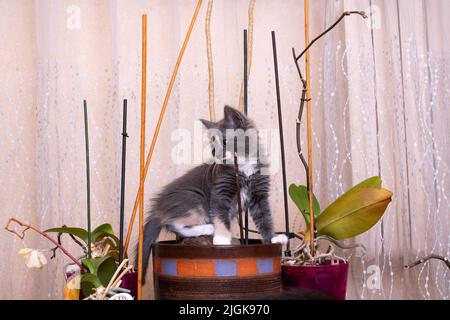 A gray kitten sits in a pot with a flower close up Stock Photo