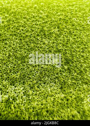 Macro close-up image of the green mop grid cells Stock Photo