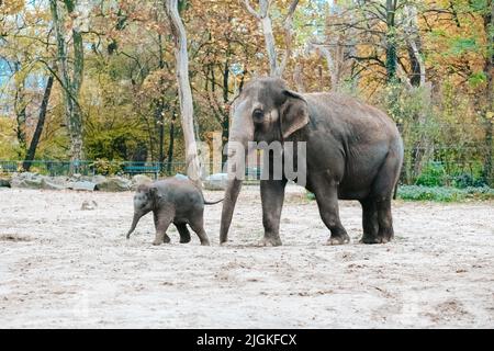 Two elephants in a zoo. Mother and calf are walking in the national park. Wildlife concept. African elephant baby elephant protected by adults in a