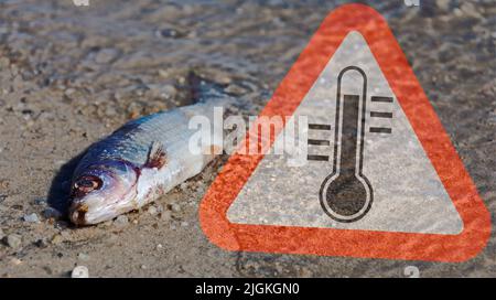 Fish mortality through too warm water Stock Photo