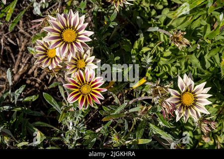 African Daisy, or treasure flowers. Bright purple, and white Gazania rigens herbaceous plant of the Asteraceae family in full bloom during summer. Stock Photo