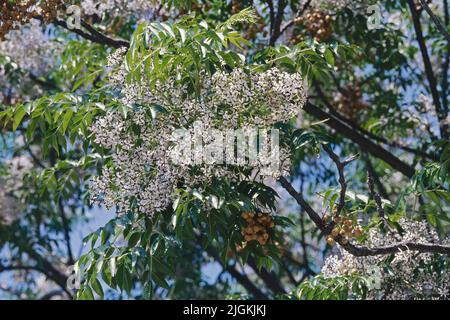 chinaberry tree in bloom, flowers, leaves and old fruits Stock Photo