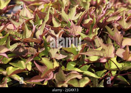 Beautiful Ipomoea Hybrida plants in the garden Stock Photo