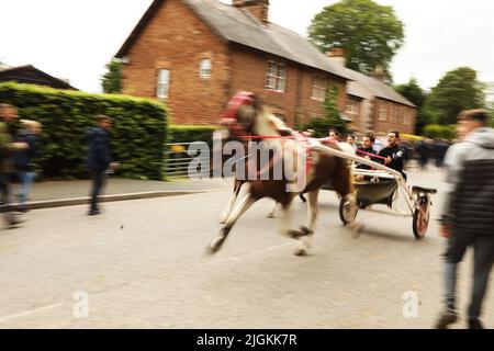 A coloured horse trotting fast down a road pulling people in a trap, Appleby Horse Fair, Appleby in Westmorland, Cumbria Stock Photo