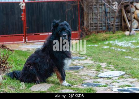 A shaggy black dog sits in the backyard Stock Photo