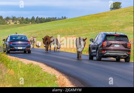 Wild Burros or Donkeys on Wildlife Loop Road blocking traffic in Custer State Park in South Dakota USA Stock Photo