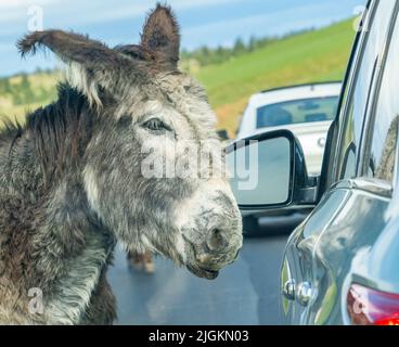 Wild Burros or Donkeys on Wildlife Loop Road blocking traffic in Custer State Park in South Dakota USA Stock Photo