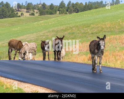 Wild Burros or Donkeys on Wildlife Loop Road  in Custer State Park in South Dakota USA Stock Photo