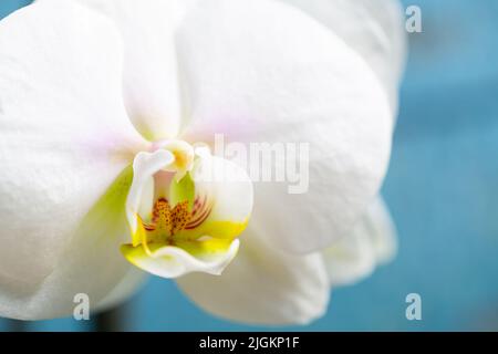 White orchid flower in bloom with beautiful smooth petals close up still isolated on a blue background Stock Photo