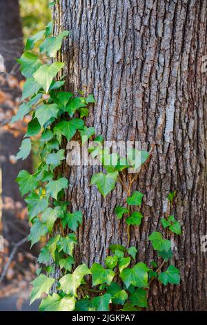 Trees texture of bark and green leaves. Stock Photo