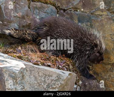 Porcupine close-up side view in the forest with a big rock and moss surrounding and habitat displaying its sharp pointy spines and brown colour.. Stock Photo