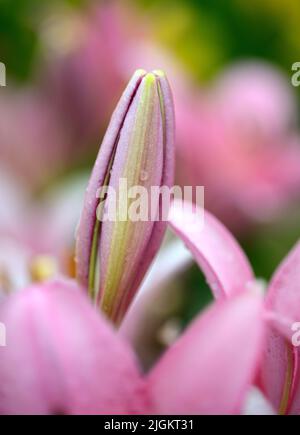 Pink and green asiatic lily bud against a pink and green background of asiatic lilies. Stock Photo