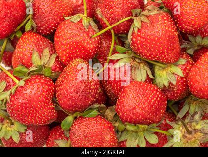 Full frame of ripe strawberries. View from above. Close up. Stock Photo