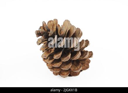Single wooden pine cone isolated on white background. Brown closeup object Stock Photo