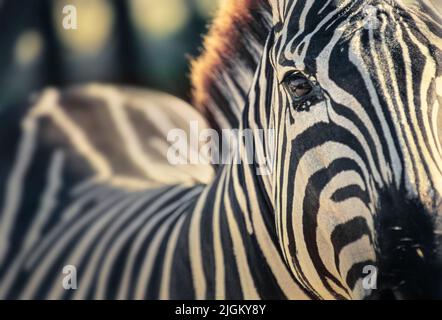 Grevy's Zebra Stock Photo