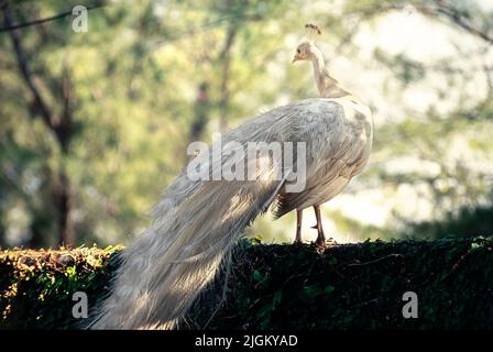 White Peacock on stone fence Stock Photo