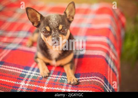 Chihuahua tricolor dog on a red blanket. The dog is lying down. Stock Photo