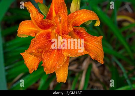 Close-up of orange, double-petaled, daylily, also known as ditch lily, with water drops on the petals, on a leafy green background. -07 Stock Photo