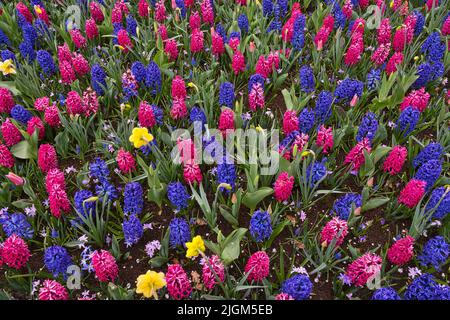 Artificial flower meadow in the garden with various flowers Stock Photo