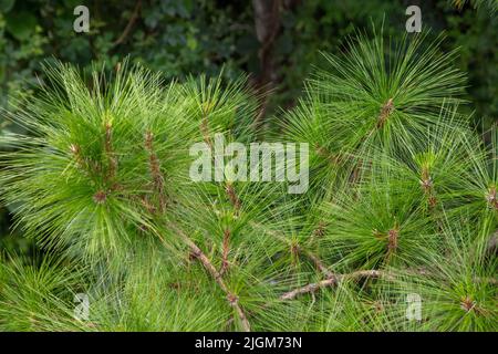 Pine trees are viewed from the canopy walkway at the Queen Sirikit Botanical Garden not far from CHIANG MAI, THAILAND Stock Photo