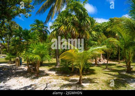 Tropical jungle with palms on a sunny day El Rey, Cancun, Mexico. Stock Photo