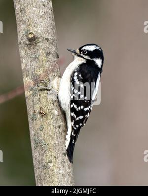 Woodpecker female on a tree trunk with a blur background in its environment and habitat surrounding displaying white and black feather plumage wings. Stock Photo