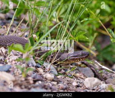 Snake close-up profile view crawling on gravel rocks with a background foliage, in its environment and habitat surrounding. Stock Photo