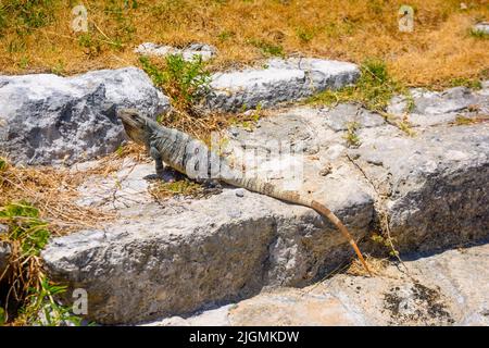 Iguana lizard in ancient ruins of Maya in El Rey Archaeological Zone near Cancun, Yukatan, Mexico. Stock Photo