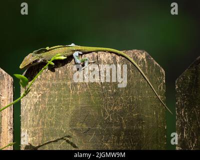 Moulting Green Anole or Anolis carolinensis resting on top of a moldy wood fence board Stock Photo