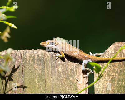 Moulting Green Anole that has a reddish brown color, resting on top of a wooden fence board. Stock Photo