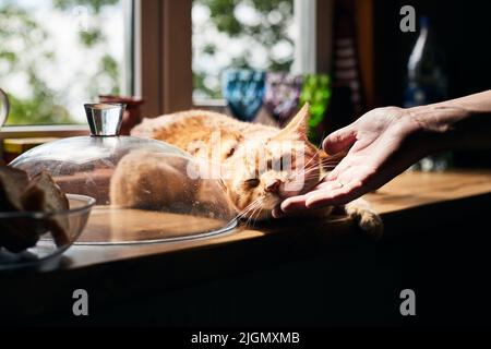 The red cat is lying on the table and his chin is being scratched. Front view. Stock Photo
