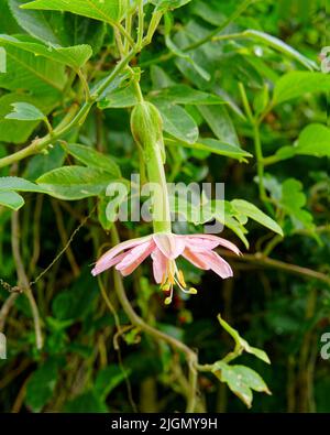 Banana passion fruit vine in flower, an invasive plant or weed species in Aotearoa / New Zealand. Stock Photo