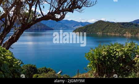 View over Marlborough Sounds from the top of Maud Island, the boat jetty below, Marlborough Sounds, south island, Aotearoa / New Zealand. Stock Photo
