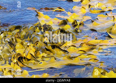 Kelp seaweed floating on the sea and rolling with the wave action, east coast, Aotearoa / New Zealand. Stock Photo