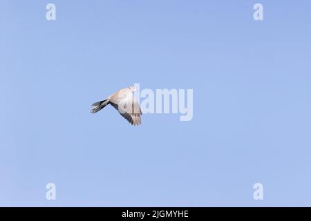 Collared dove Streptopelia decaocto, adult flying, Hungary, April Stock Photo