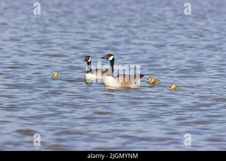 Canada goose Branta canadensis, adult pair and 4 goslings swimming, Suffolk, England, May Stock Photo