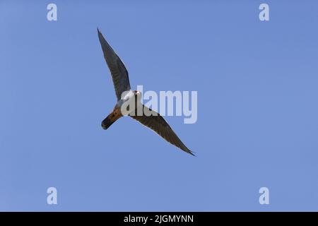 Red-footed falcon Falco vespertinus, adult male flying, Hortobagy, Hungary, April Stock Photo