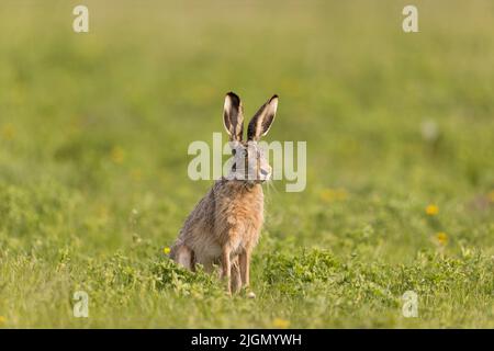 European hare Lepus europeaus, adult sitting in meadow, Hortobagy, Hungary, April Stock Photo