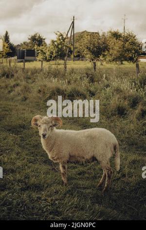 Cute ram with round horns grazing in the field Stock Photo