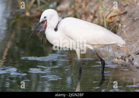 Little Egret with open beak, Bahrain Stock Photo