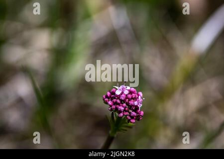 Valeriana dioica in meadow, close up Stock Photo