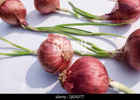 Purple Onion vegetable sprouting germinated vegetable. Onion vegetables asian in white background Stock Photo